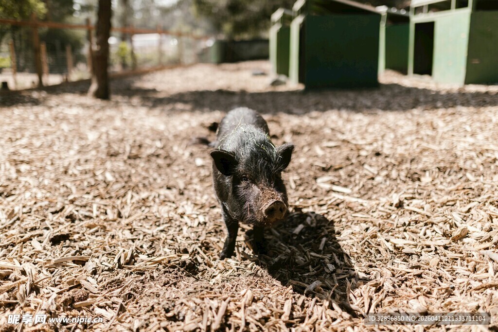 户外觅食的小黑猪