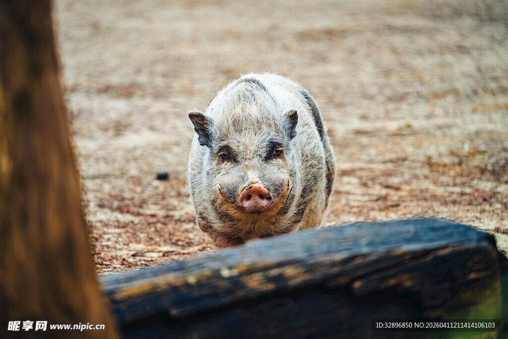 呆萌小猪在户外