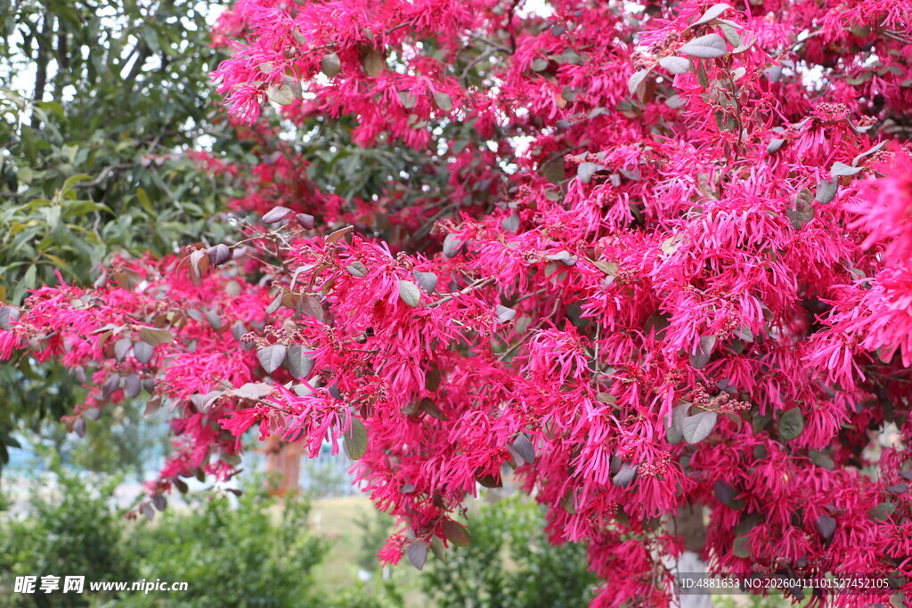 艳丽玫红花卉绽放美景