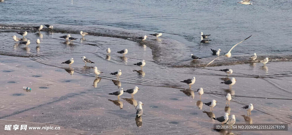 海滩上群集的可爱小鸟