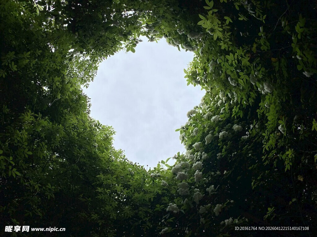 仰望茂密丛林中的天空