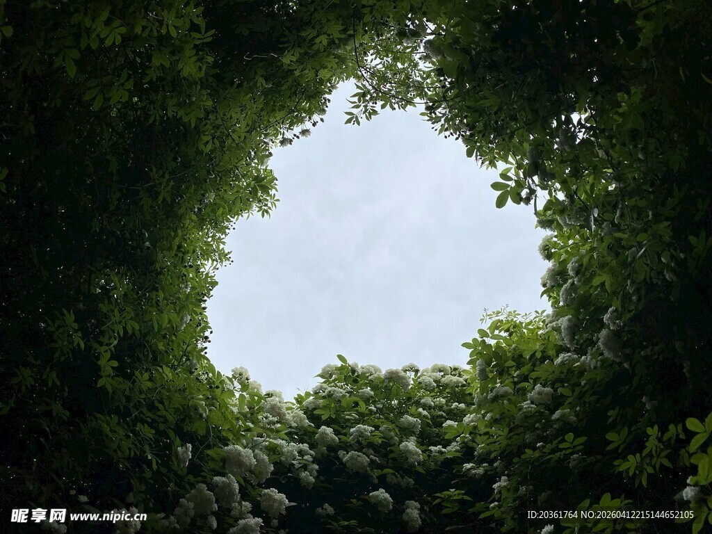 透过绿植望天空