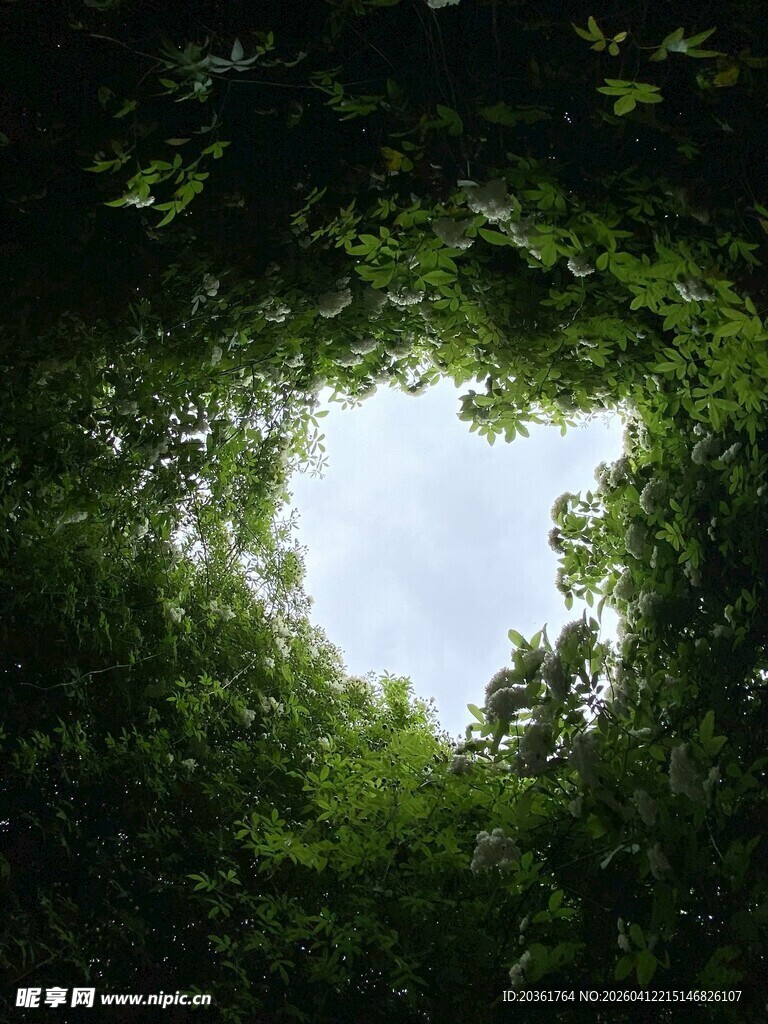 仰视林间天空绿意盎然