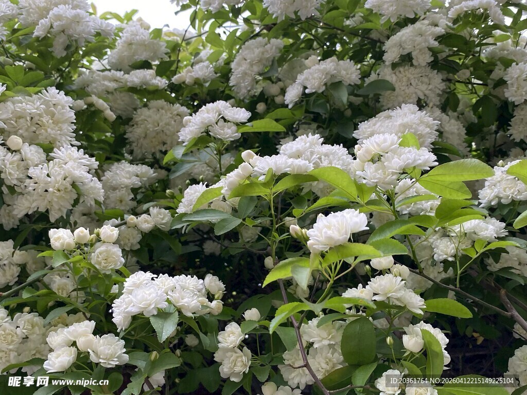 白色繁花簇拥的绿植景观
