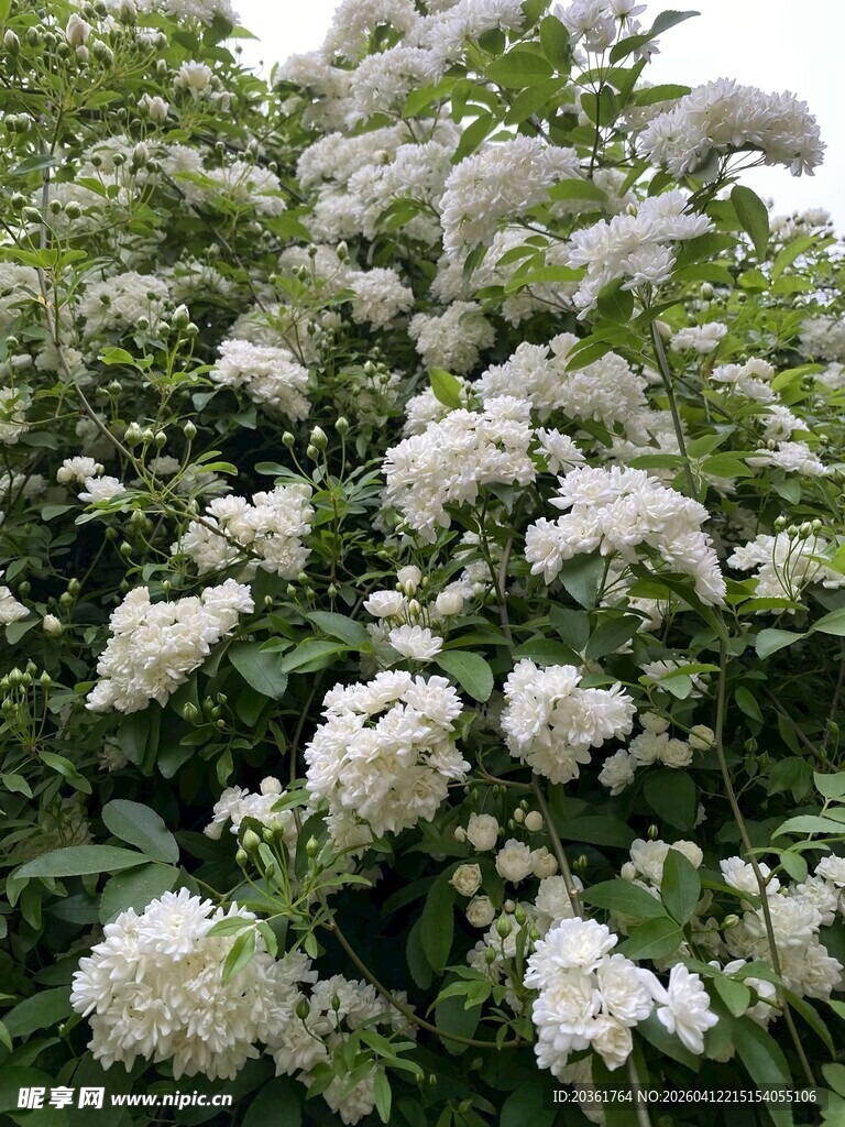 繁茂白色绣球花绽放