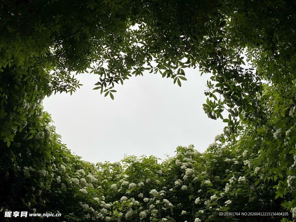 仰视繁茂绿植树冠