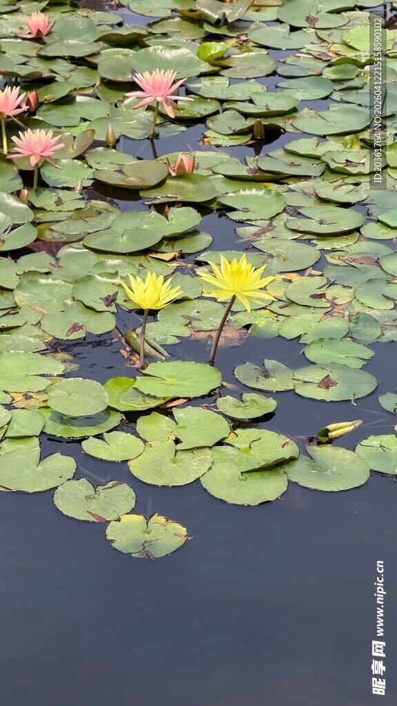 池塘中的睡莲与绿叶