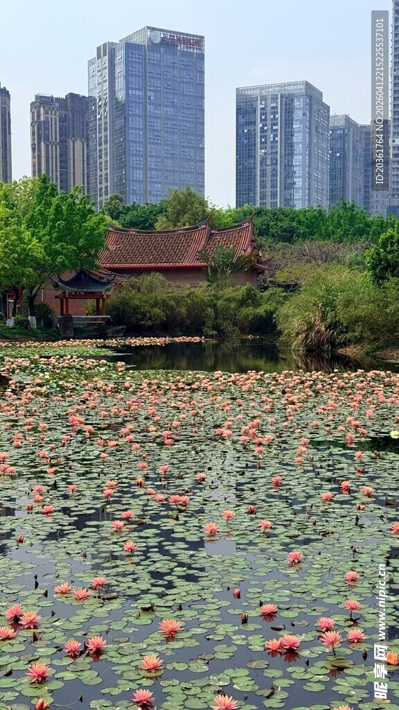 城市湖畔荷花绽放美景