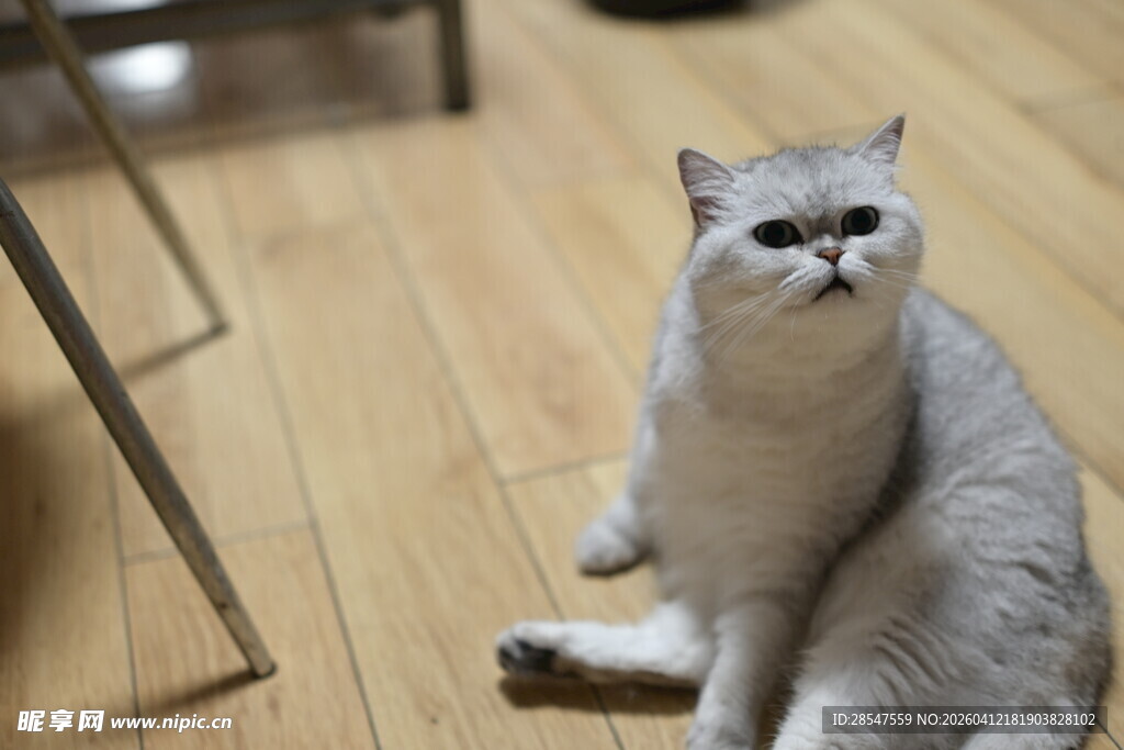 银渐层猫咪端坐木地板上