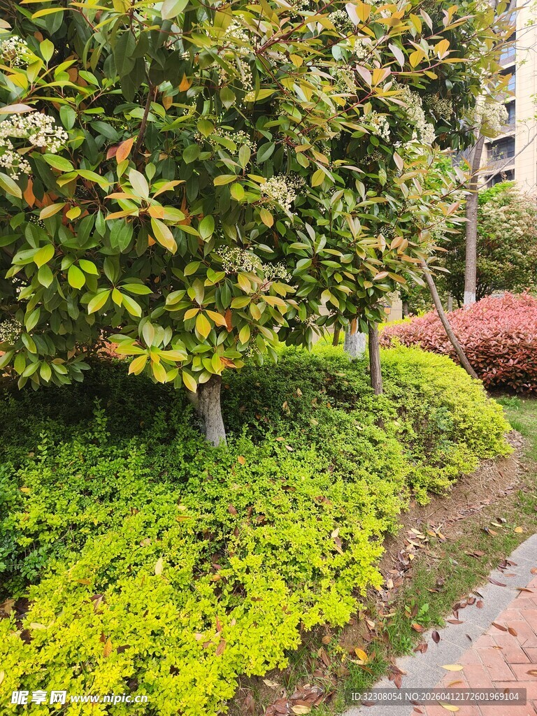 小区内绿意盎然的植物景观