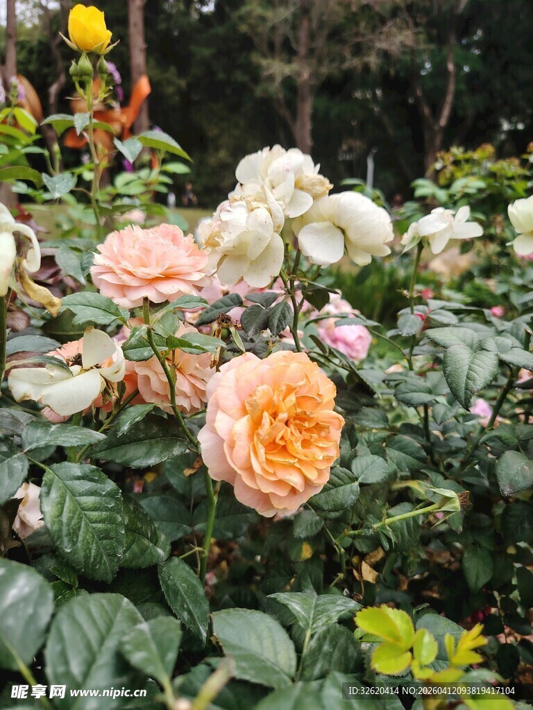 多彩玫瑰绽放于绿叶间