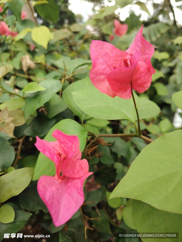 娇艳三角梅绽放绿叶间