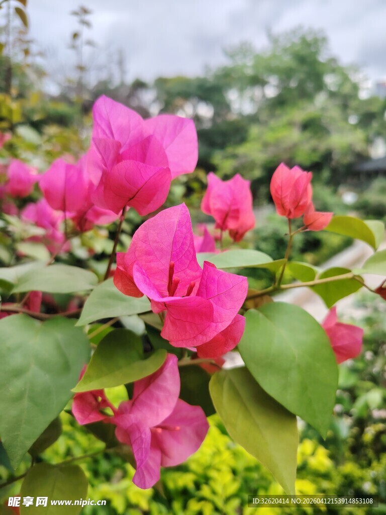 娇艳三角梅绽放