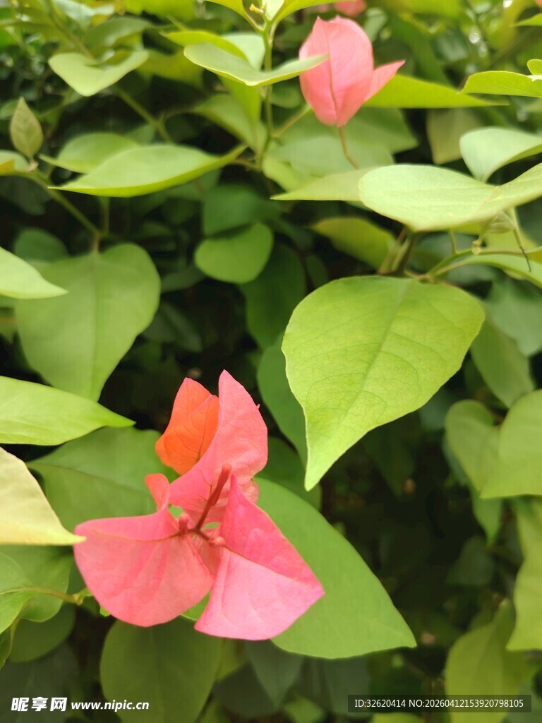 娇艳三角梅绽放绿叶间