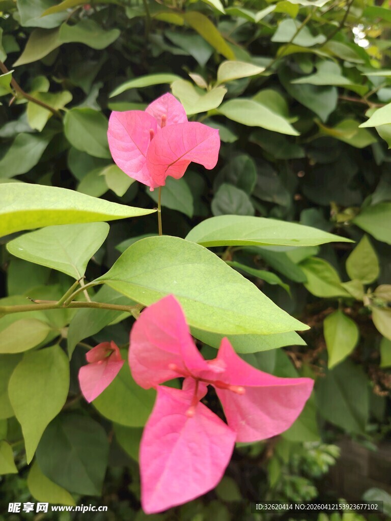 娇艳三角梅绽放绿叶间