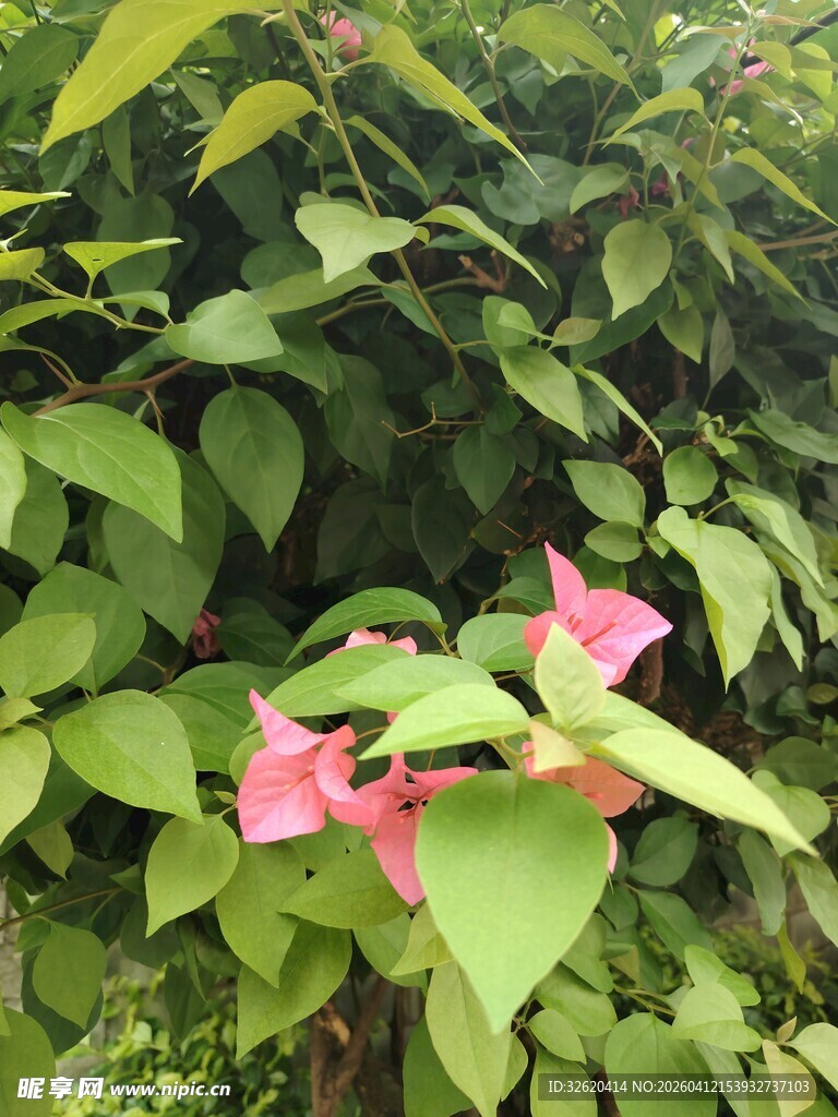 绿叶丛中的娇艳粉色花朵