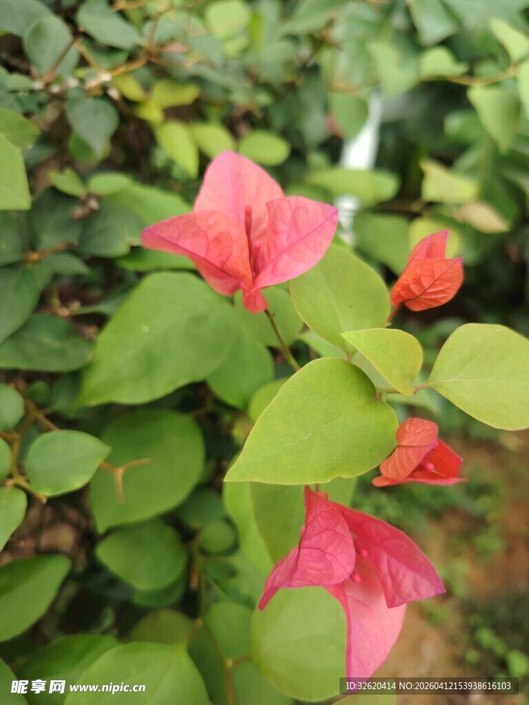 娇艳三角梅绽放绿叶间