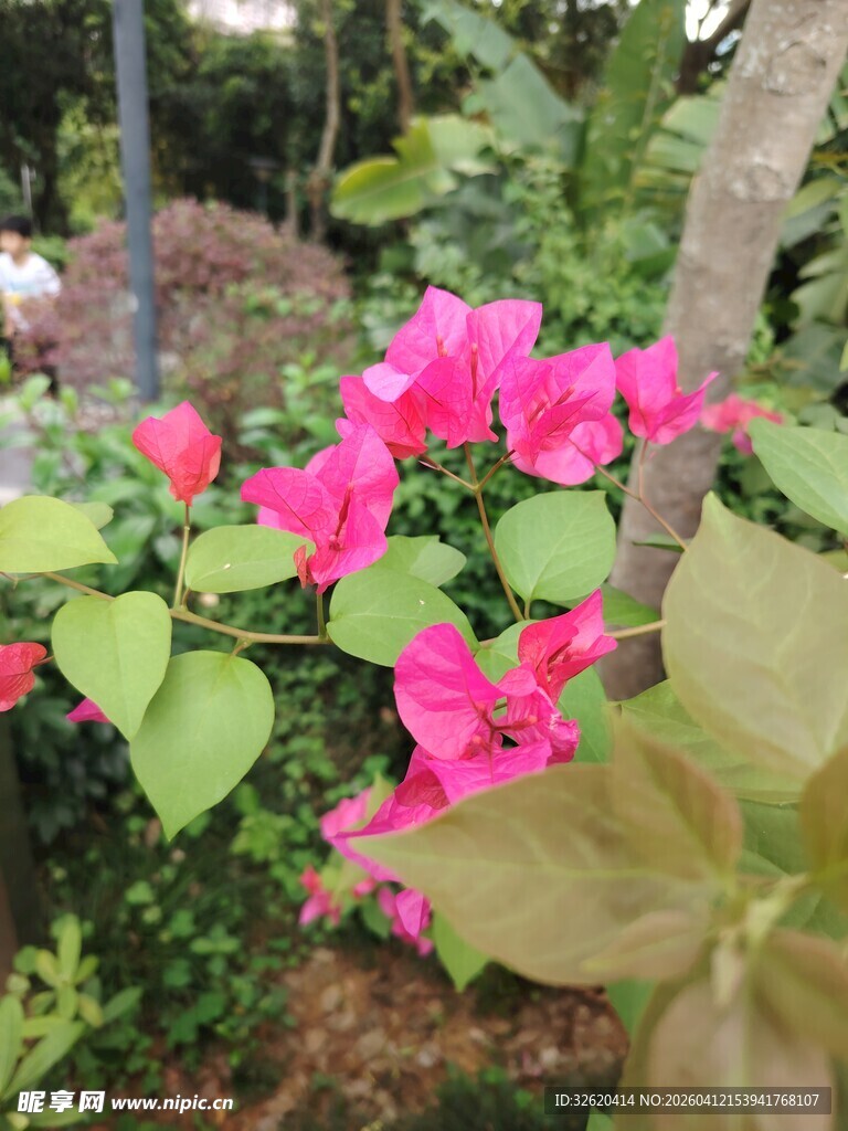 娇艳三角梅绽放绿叶间