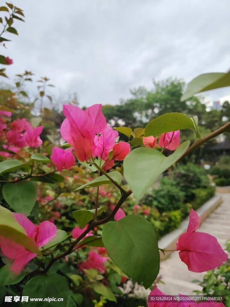 娇艳三角梅绽放于小径旁