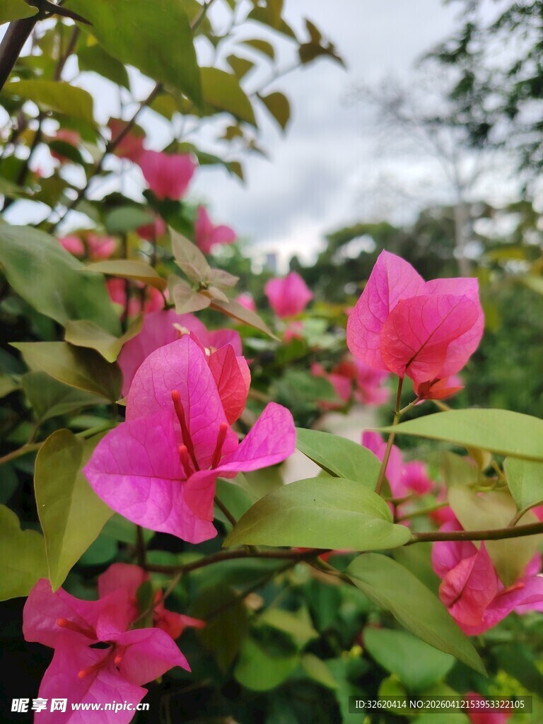 娇艳三角梅绽放于绿叶间