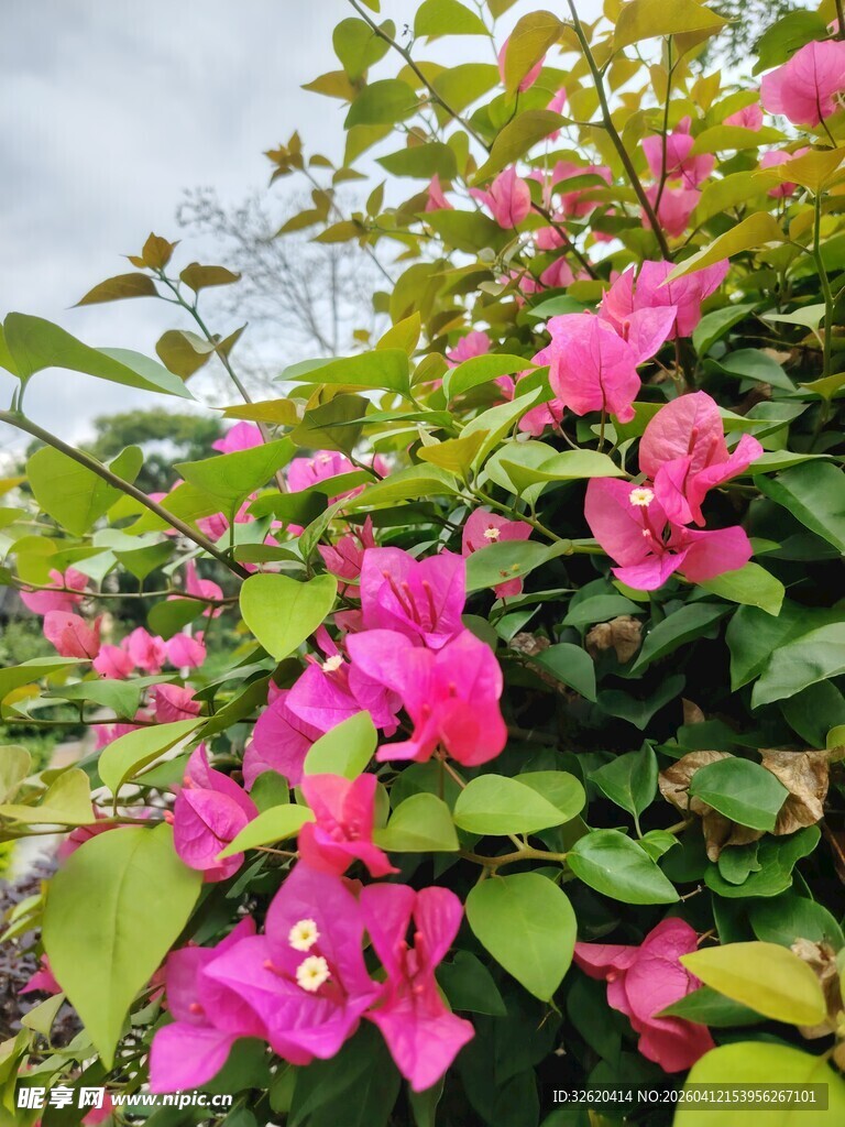 娇艳三角梅绽放