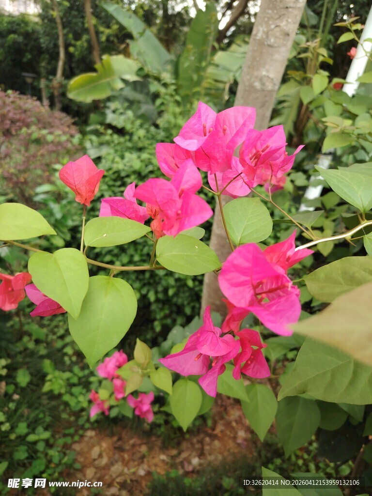 娇艳三角梅绽放于绿植间