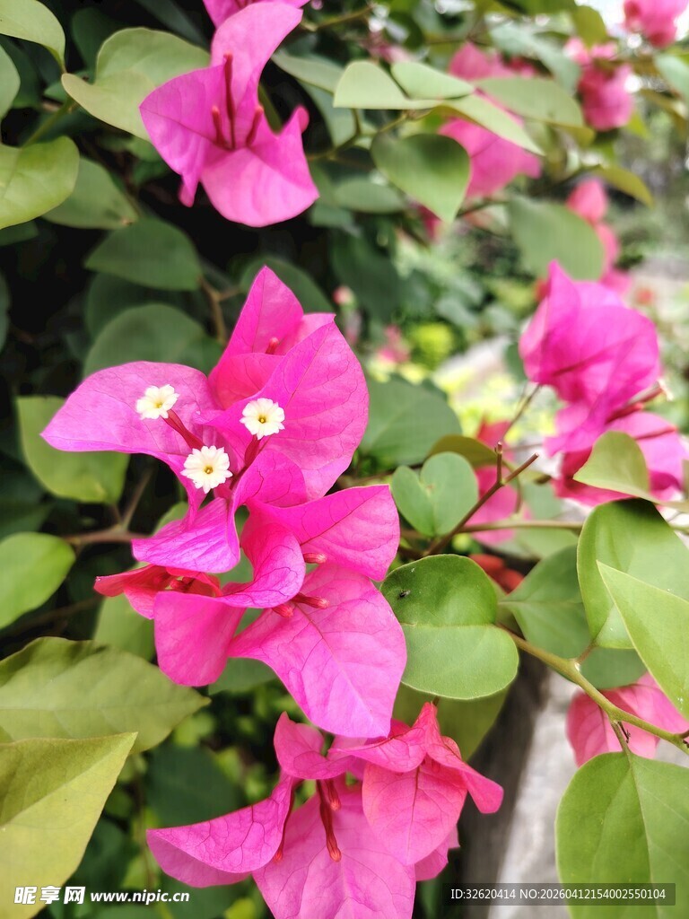 娇艳三角梅绽放