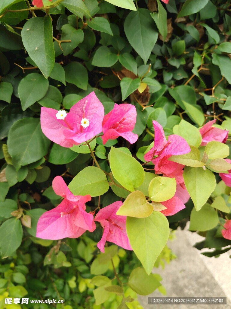 娇艳三角梅绽放绿叶间