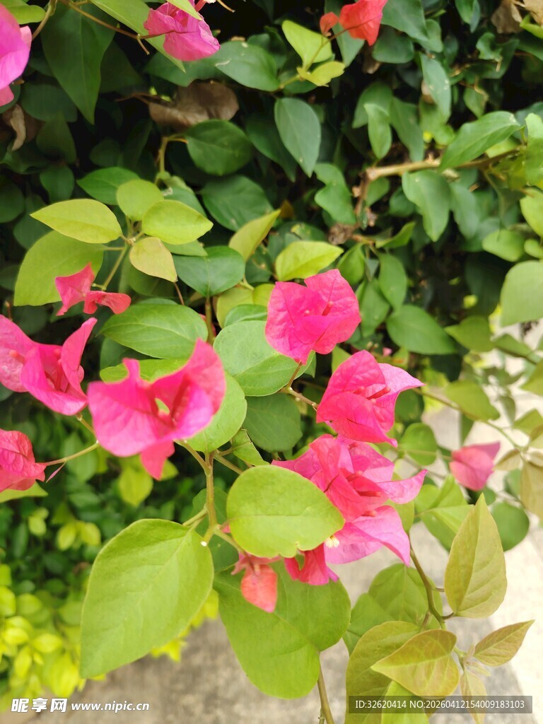 娇艳三角梅绽放绿叶间