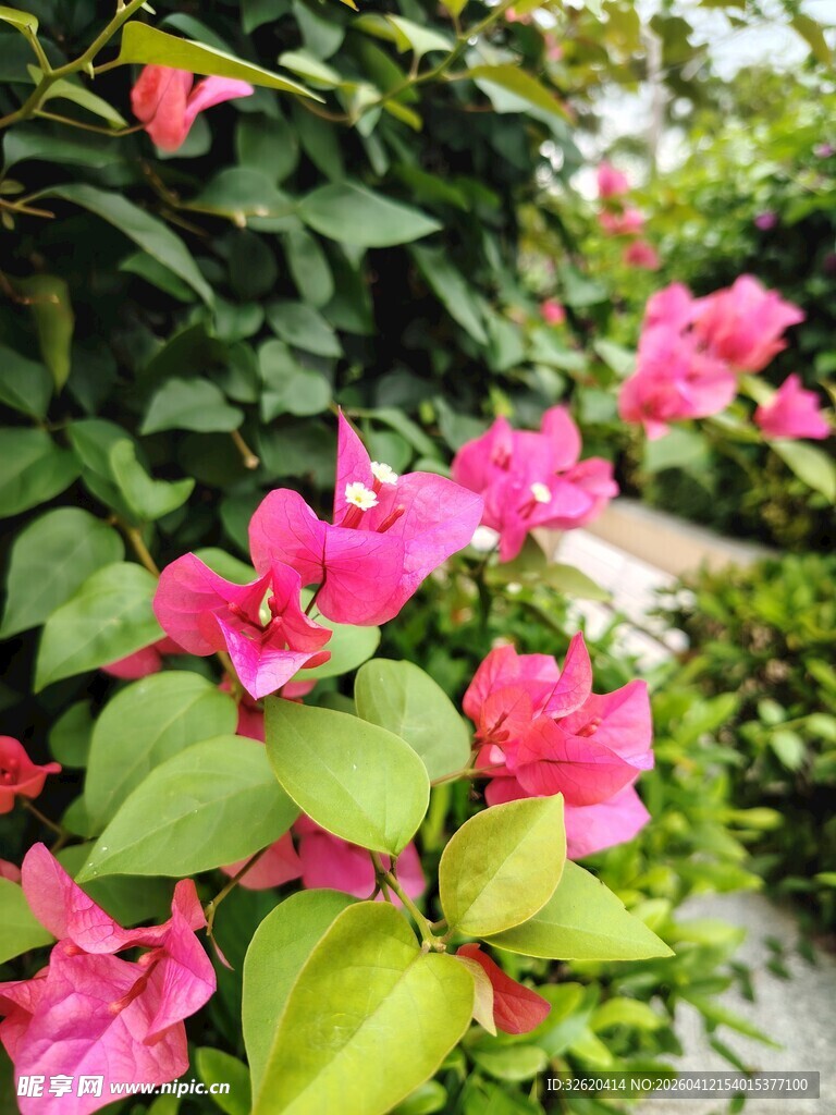 娇艳三角梅绽放于绿叶间