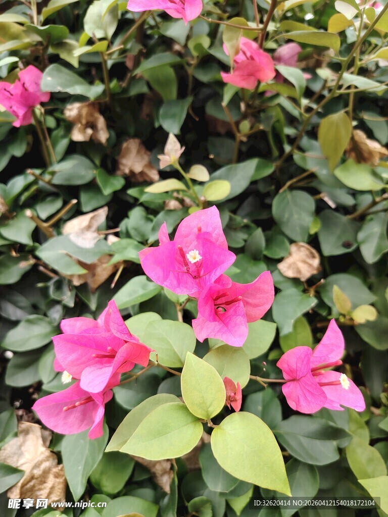 娇艳三角梅绽放绿叶间