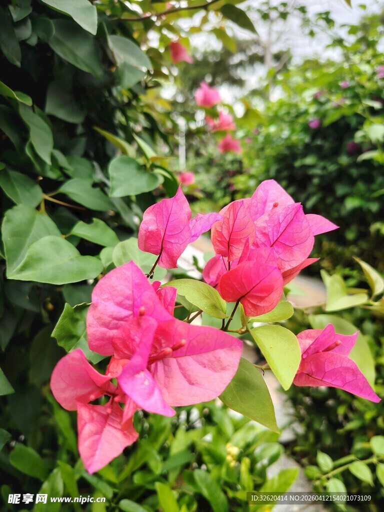 娇艳三角梅绽放绿叶间