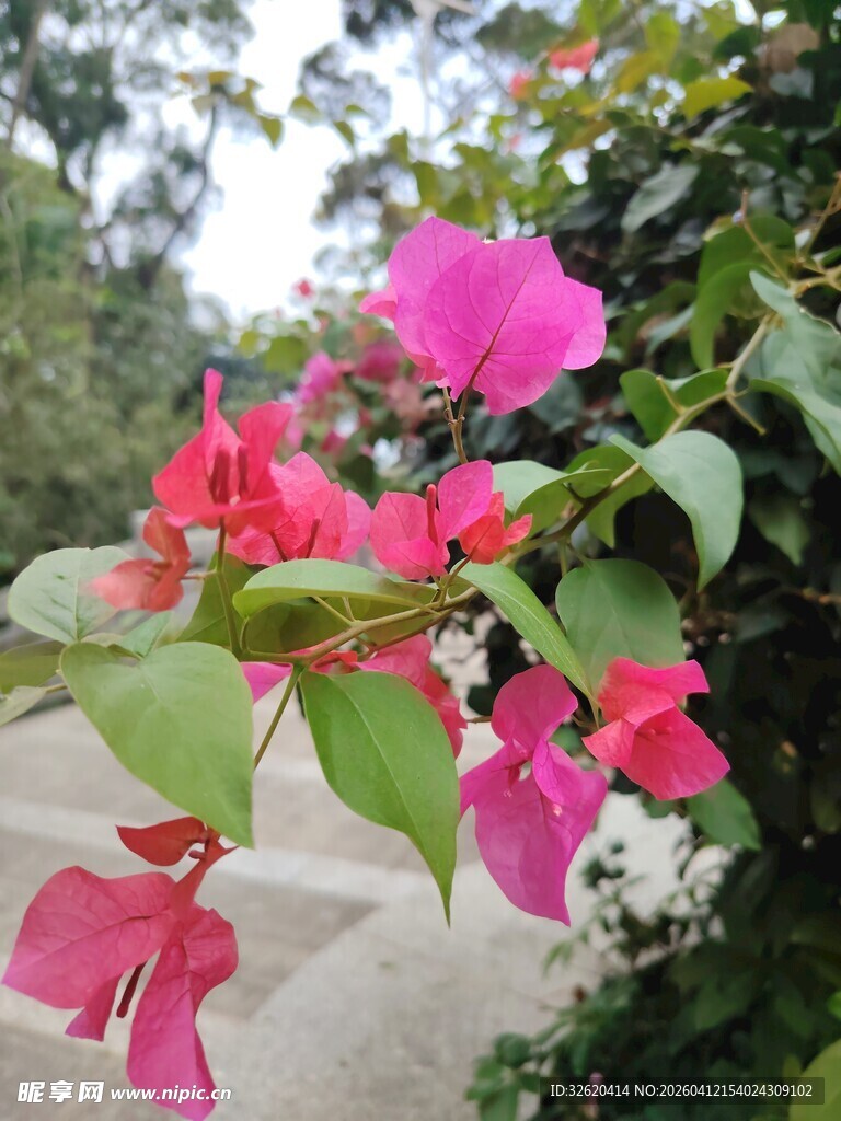 娇艳三角梅绽放枝头