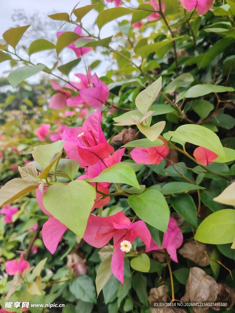 娇艳三角梅绽放绿叶间