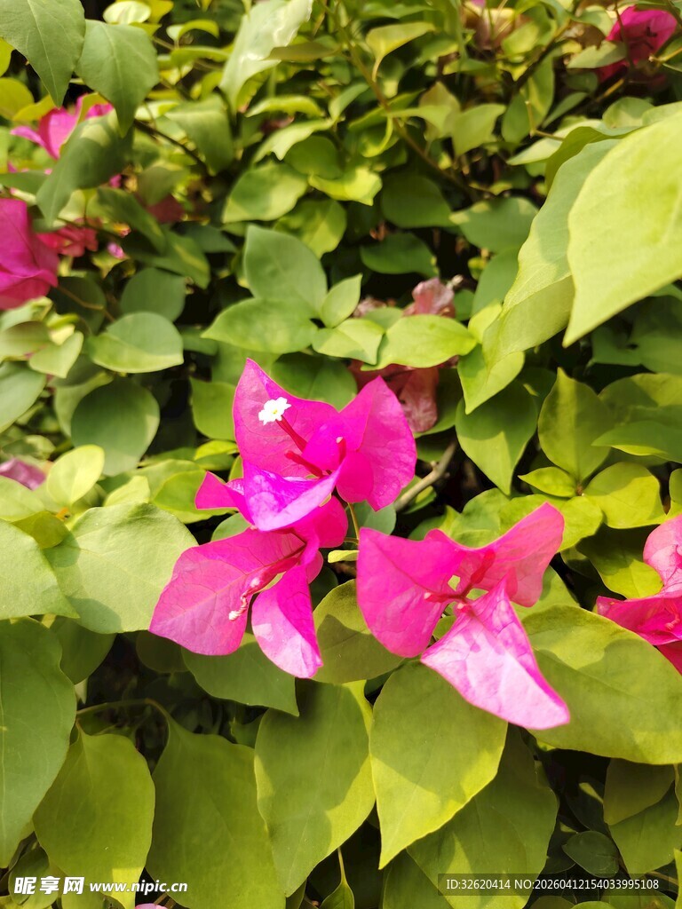 娇艳三角梅绽放绿叶间