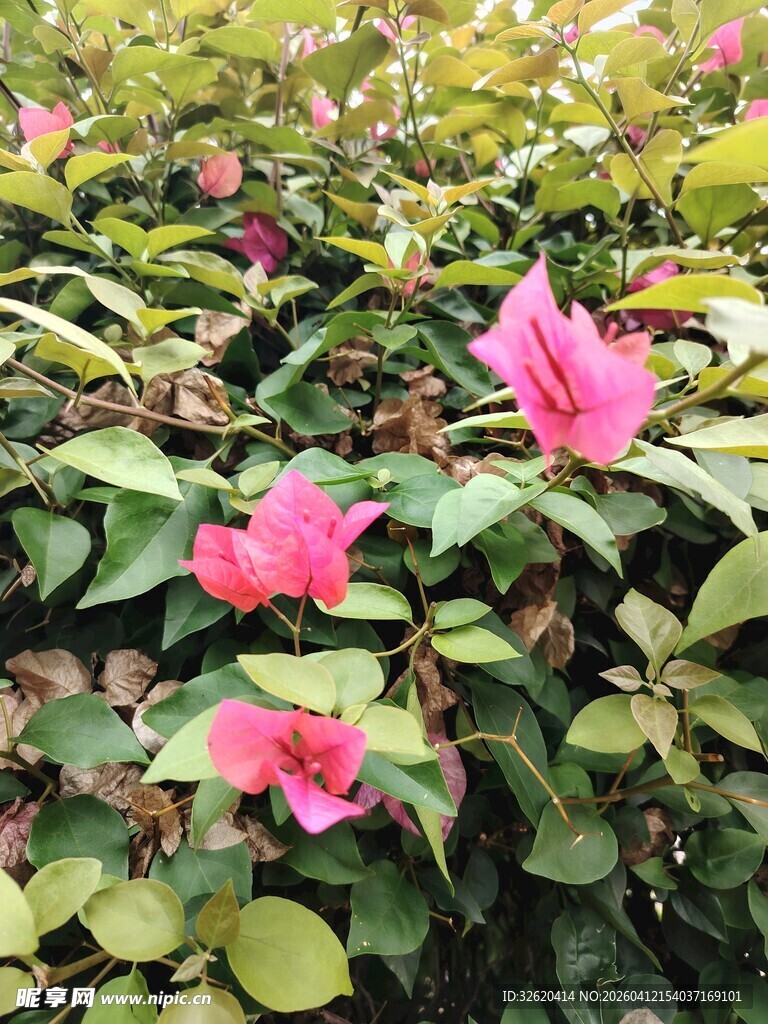 娇艳三角梅绽放绿叶间