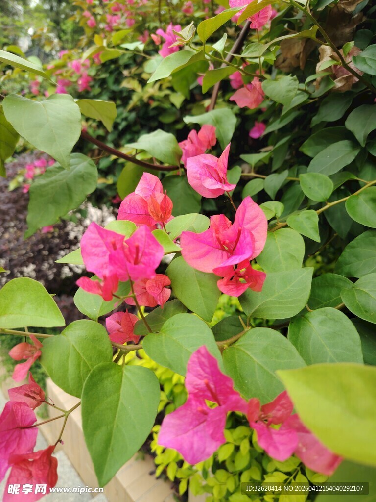 娇艳三角梅绽放绿叶间