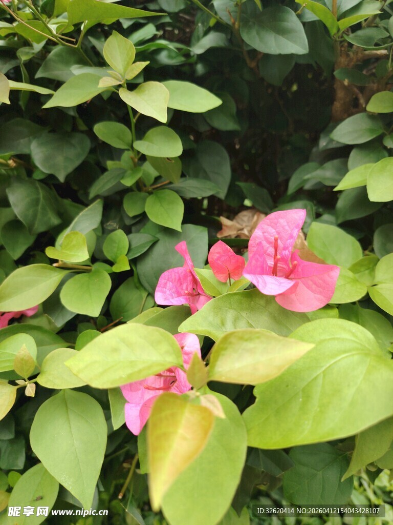 娇艳三角梅绽放绿叶间