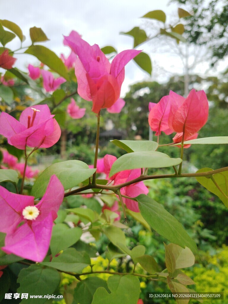 娇艳三角梅绽放于枝头