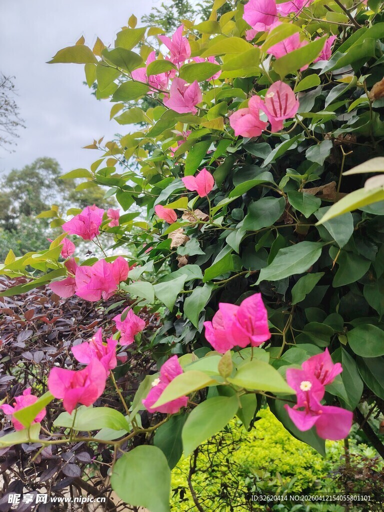 盛开的粉色三角梅