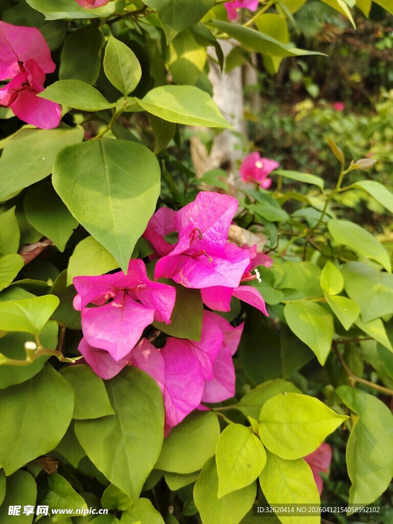 娇艳三角梅绽放绿叶间