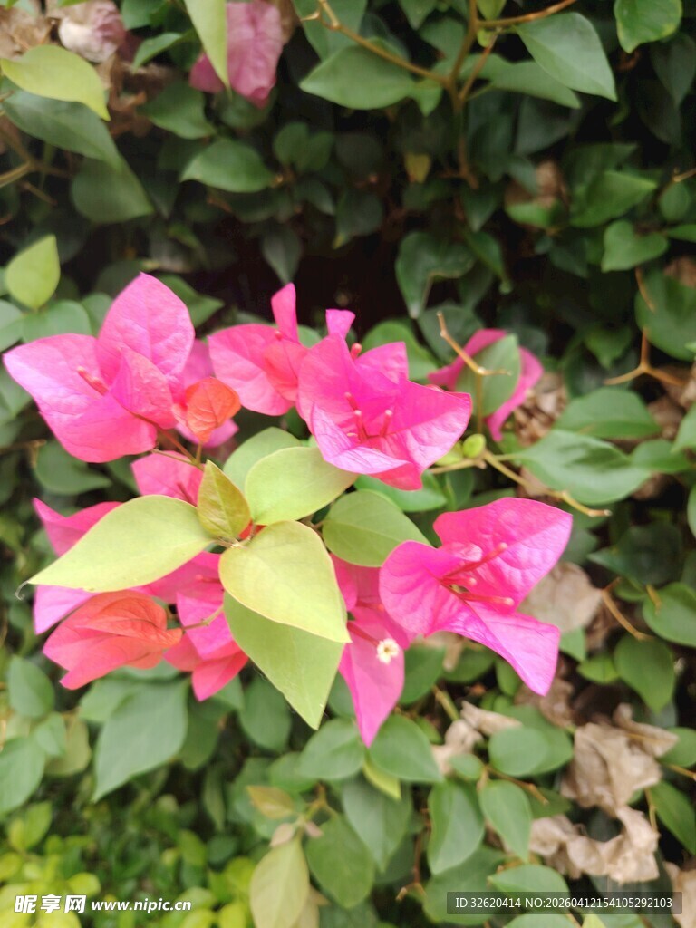 娇艳三角梅绽放