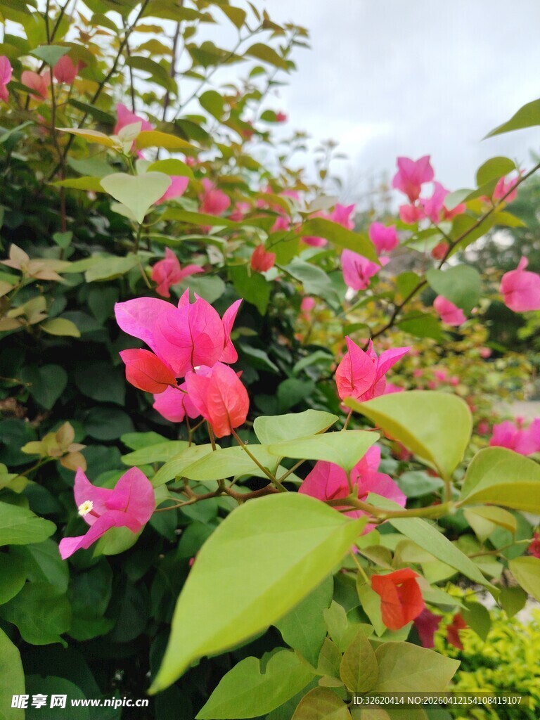 娇艳绽放的粉色花卉