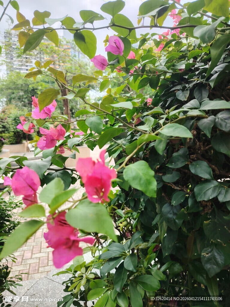 娇艳三角梅绽放于绿叶间