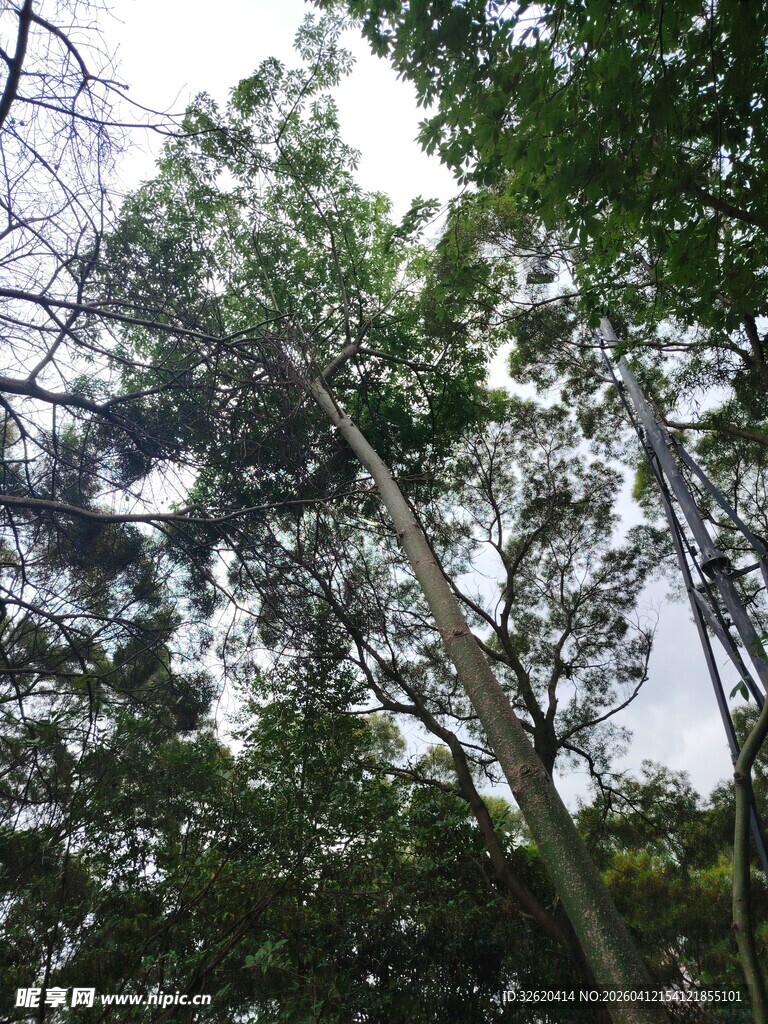 茂密树林中的高大树木