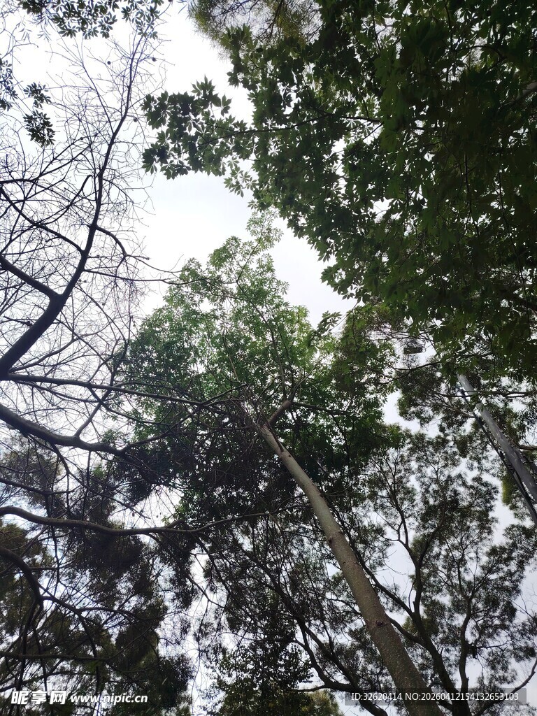 仰视茂密树林树冠