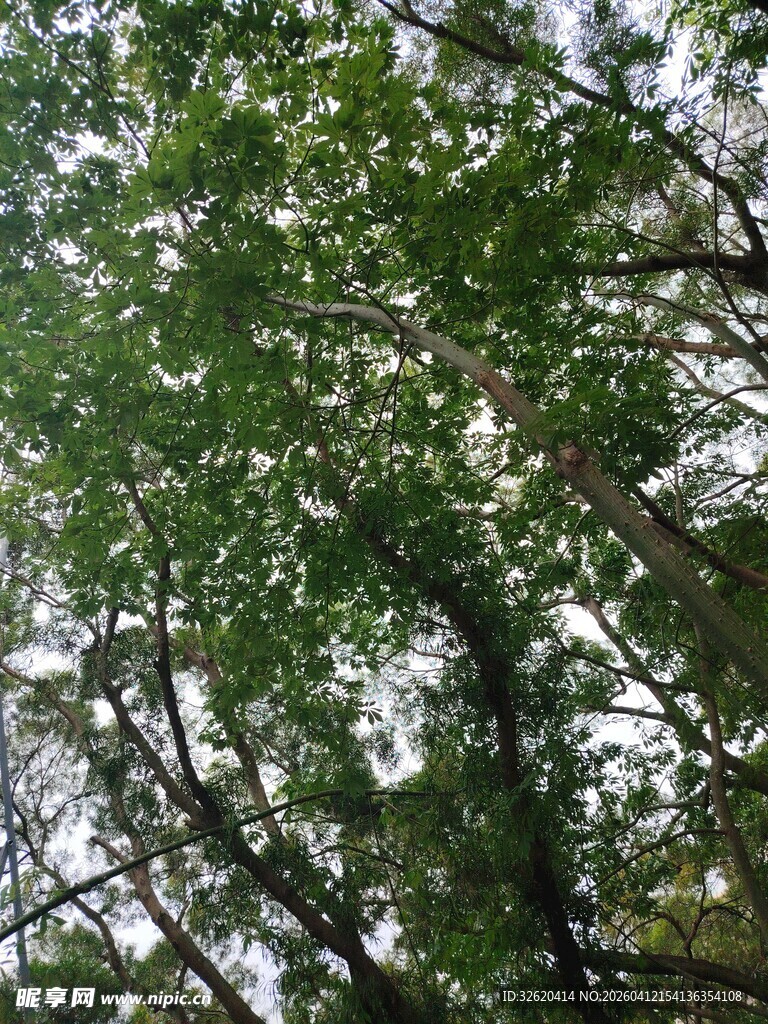 仰视葱郁树林树冠景象