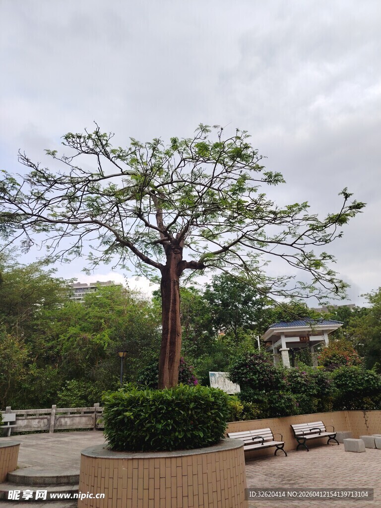 公园中独立的茂盛树木