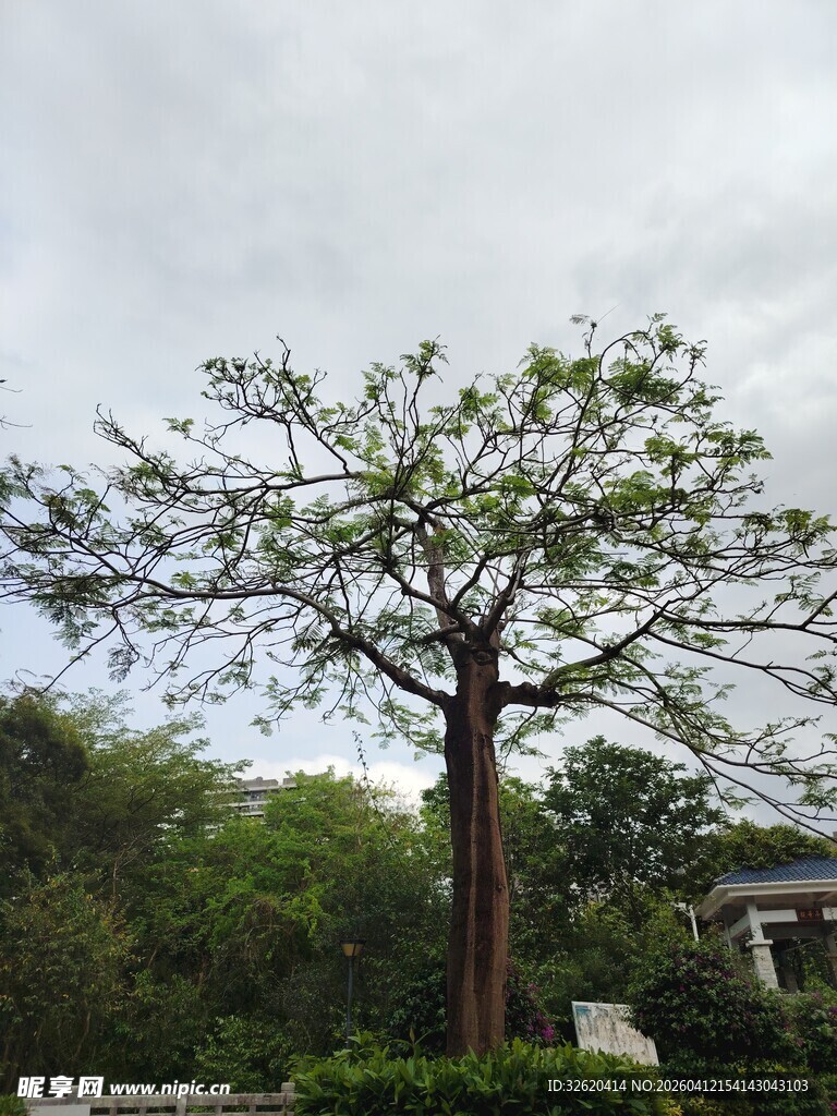 高大挺拔的户外乔木