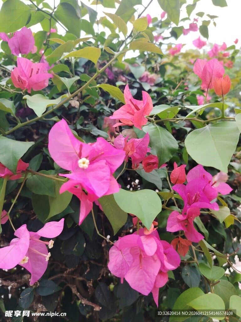 娇艳三角梅绽放绿叶间